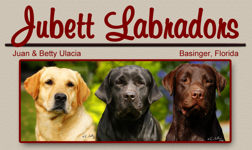 Jubett Labrador Retrievers Breeders in Florida, Black, Chocolate, Yellow, Labs, Labs, FL, litters, puppies, florida breeders, florida labradors, puppy, english labs, black, chocolate, yellow, miami, puppies, litter, english